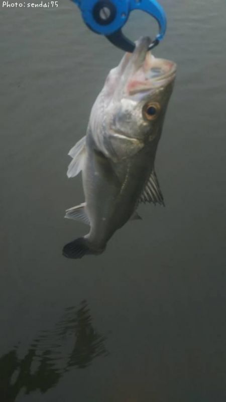 �����Х�