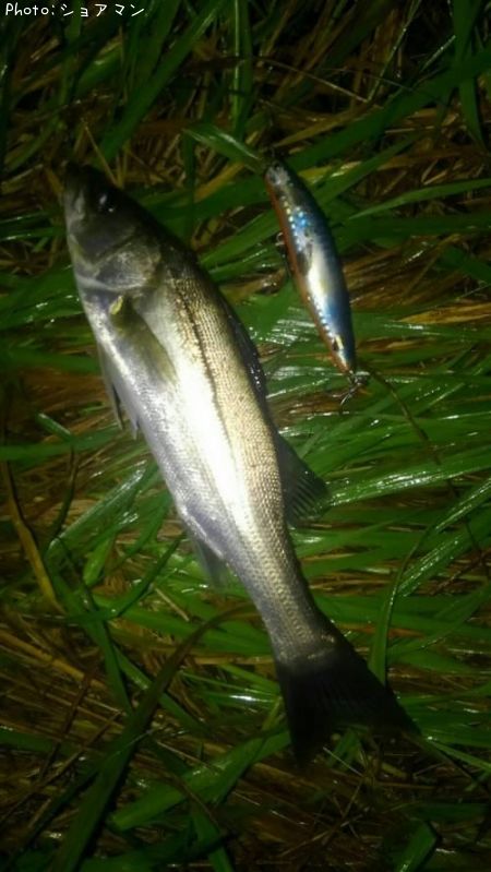 �����Х�