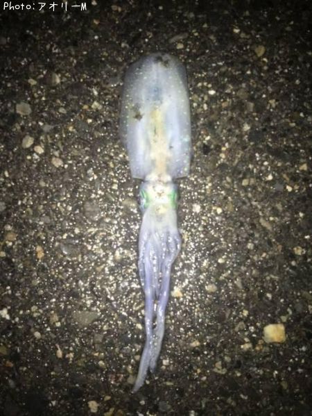 �����ꥤ��