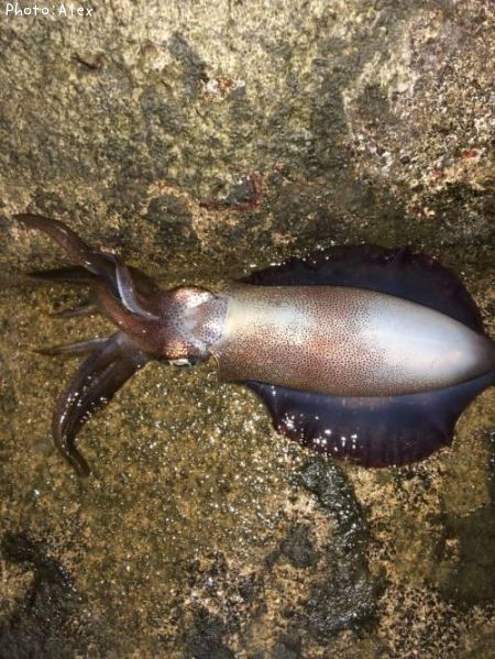 �����ꥤ��