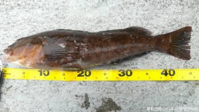 �����ʥ�