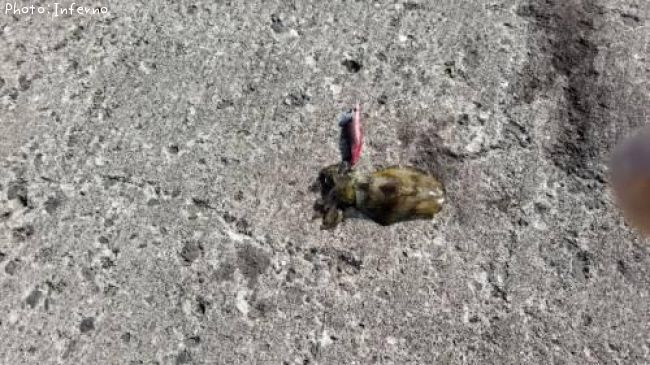 �����ꥤ��