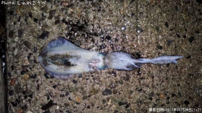 �����ꥤ��������