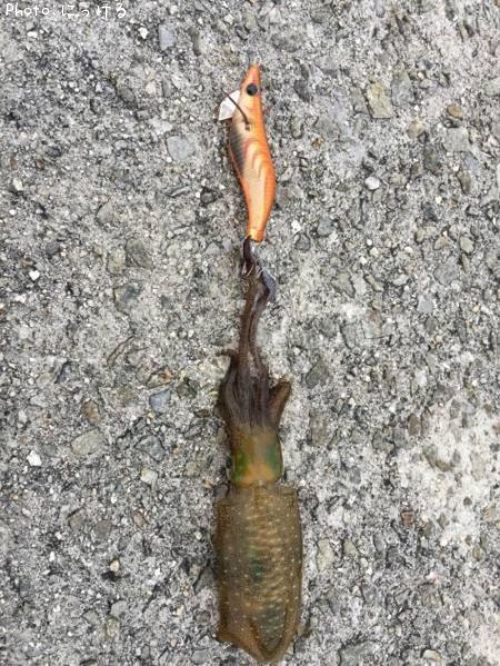 �����ꥤ��