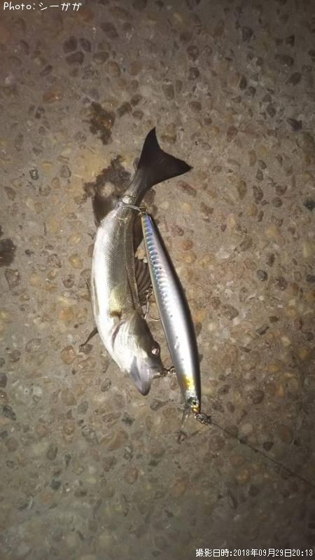 ͦ���ʥ����Х�