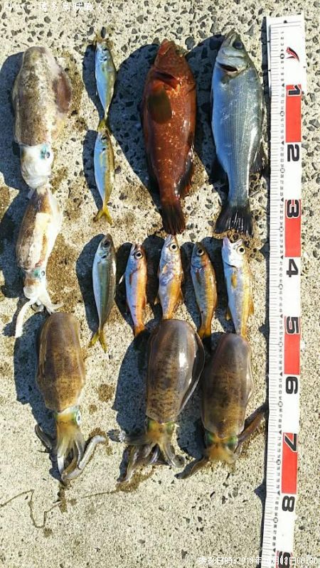 �����ꥤ���������ϥ����ҥ饻���������������