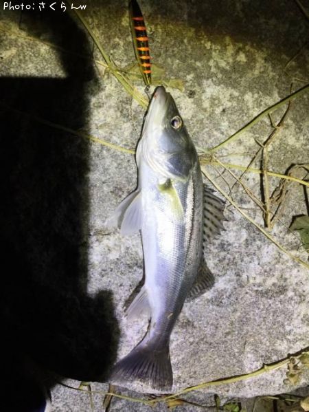 �����Х�