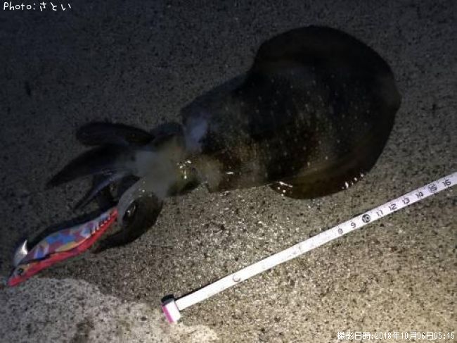 �����ꥤ��