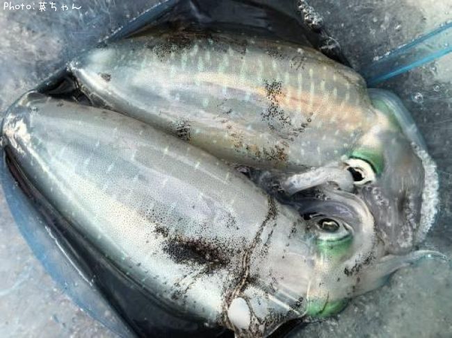 �����ꥤ����