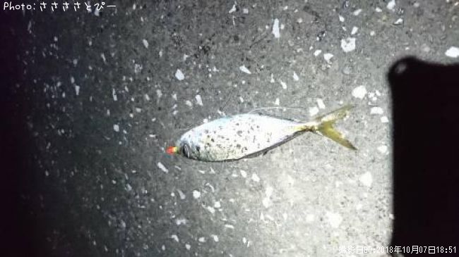 ��������Х�