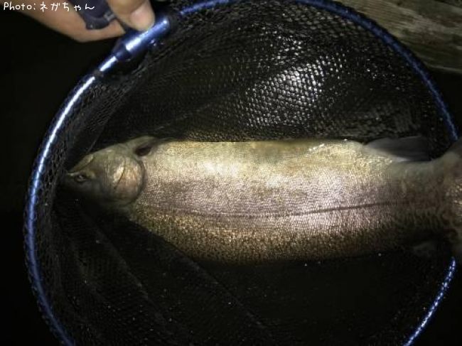 ���å��ȥ饦��