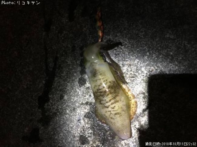 �����ꥤ��