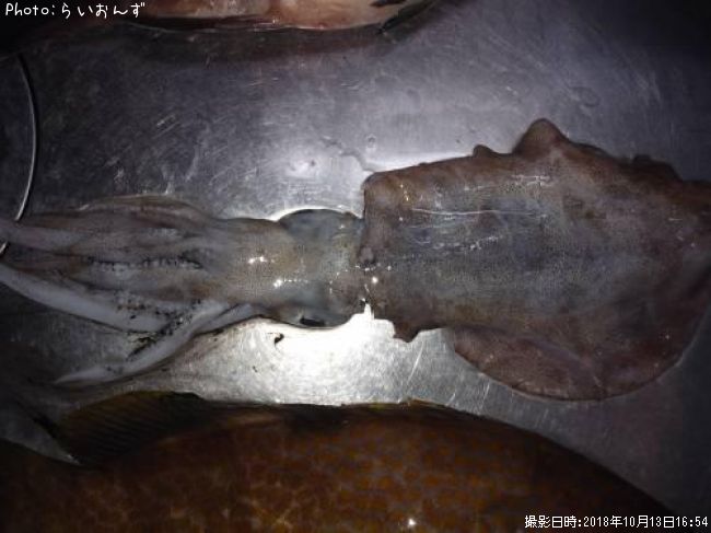 �����ꥤ��