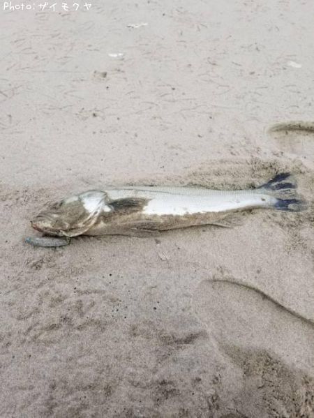 �����Х�