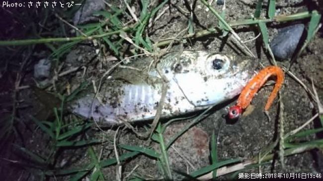 ��������Х�