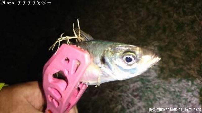 ��������Х�