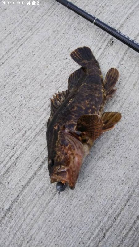 �٥å�������