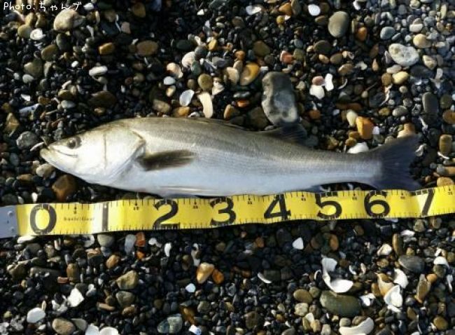 �����Х�