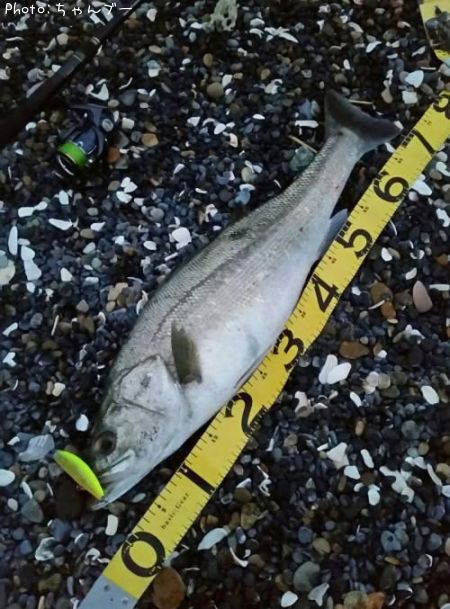 �����Х�