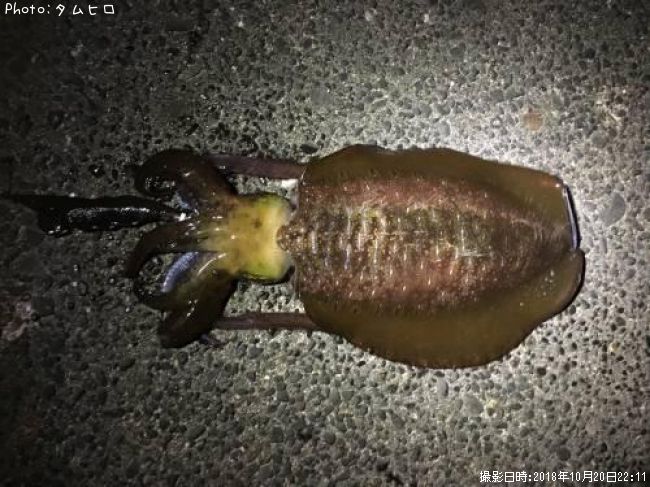 �����ꥤ��