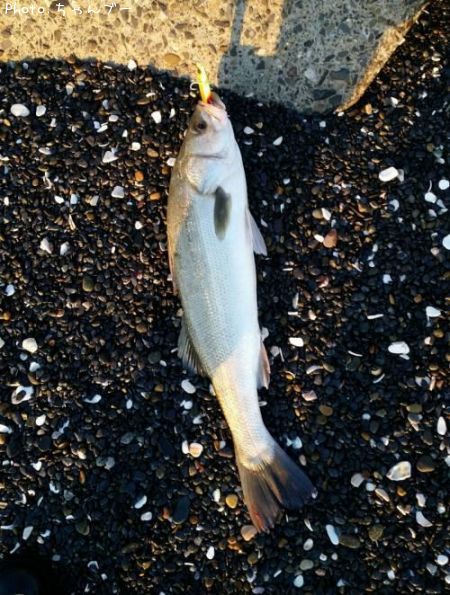 �����Х�