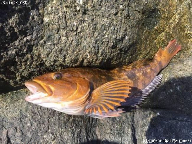 �����ʥ�