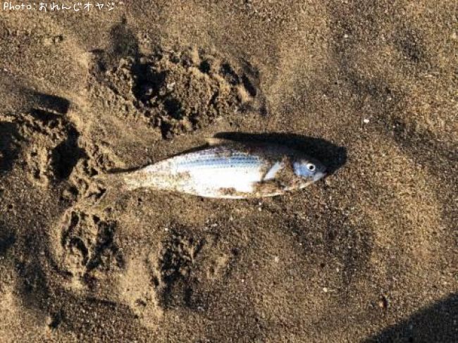 ���Υ���