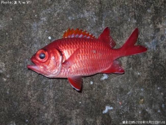 �ߥ󥿥ޡ���������ڥ������ӥޥĥ�����