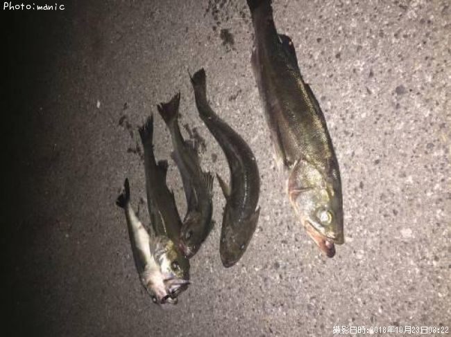 �����Х�