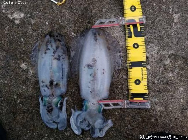 �����ꥤ��