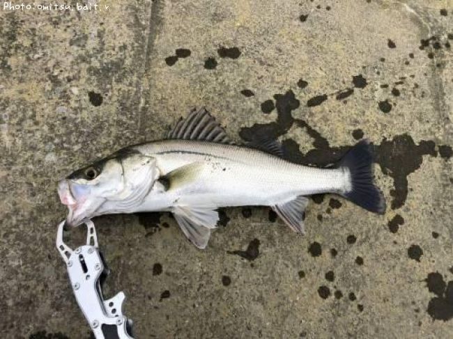 �����Х�