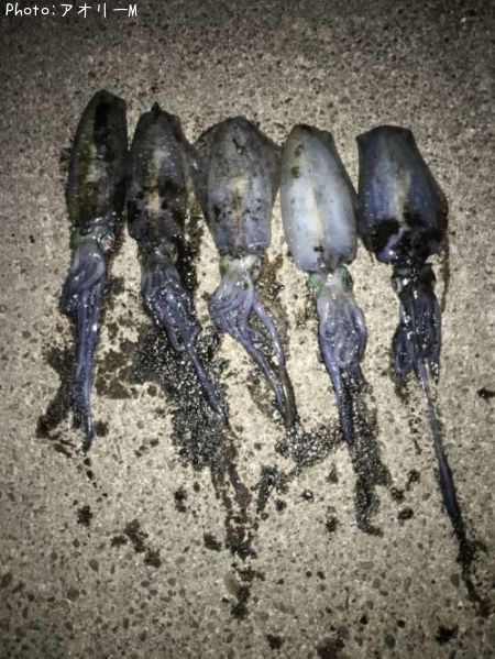 �����ꥤ��