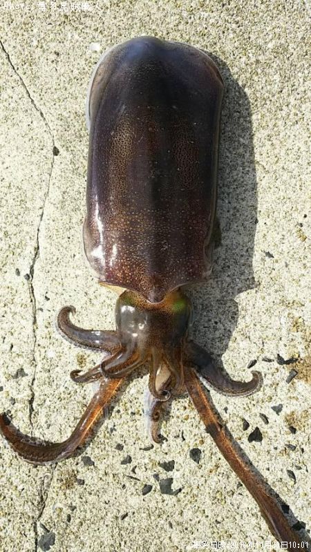 �����ꥤ��