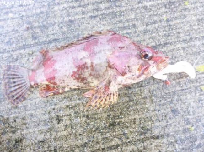 �������Х�