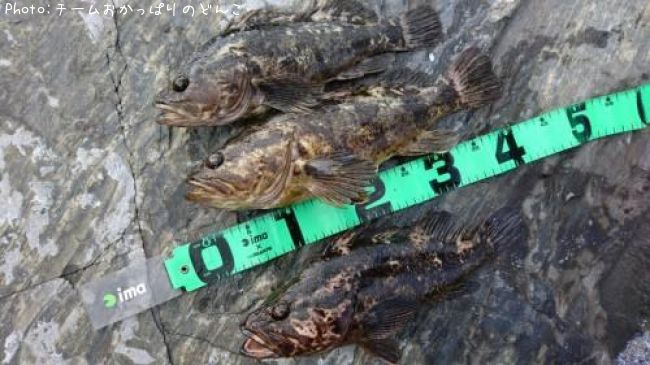 �٥å�������