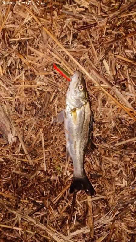 �����Х�