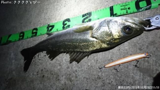 �����Х�