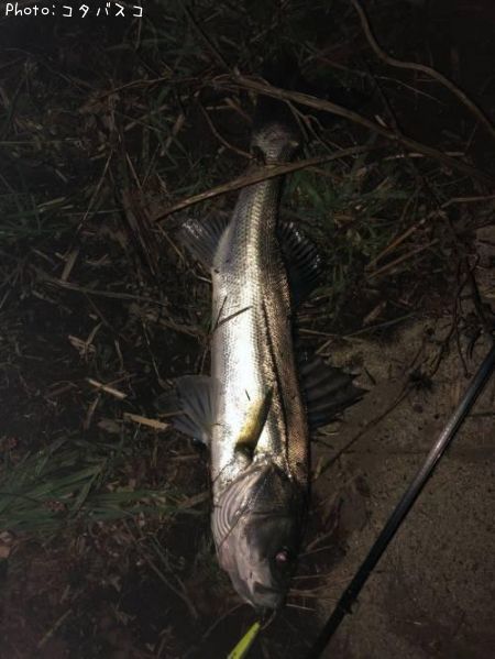 �����Х�