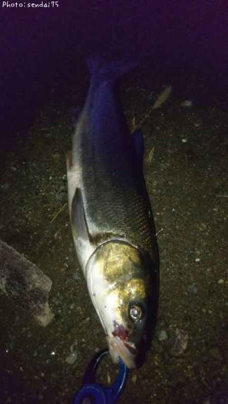 �ޥ륿������