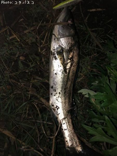 �����Х�