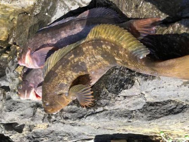 �����ʥ�