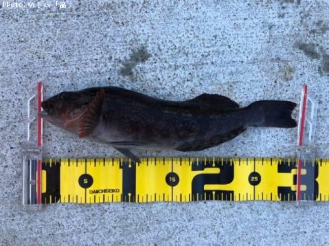 �����ʥ�