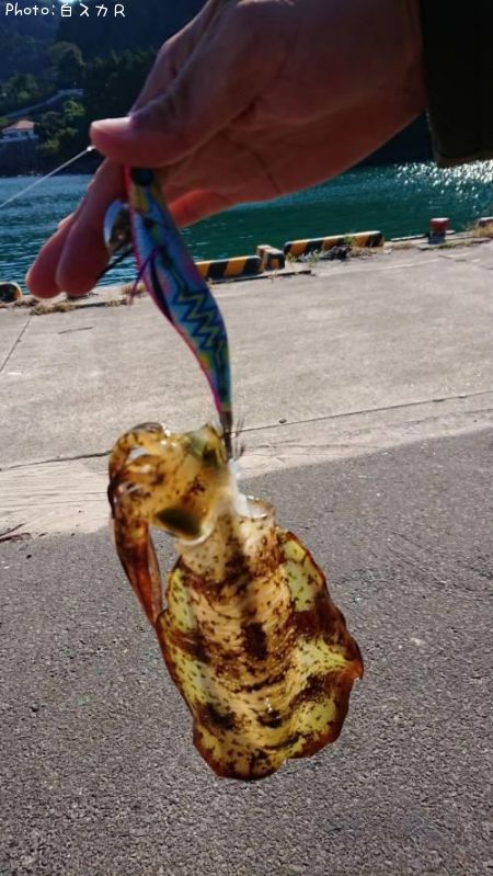 �����ꥤ��