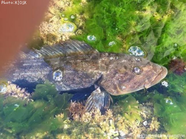 �����ʥ�