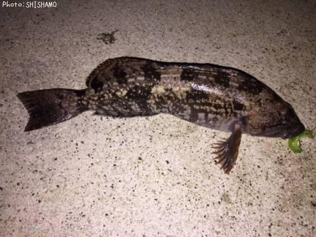 �����ʥ�