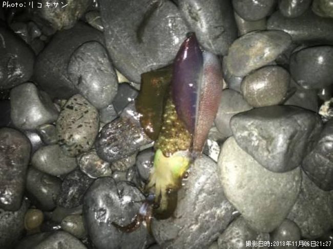 �����ꥤ��