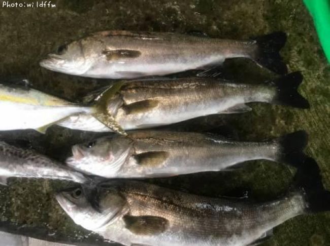 �����Х�