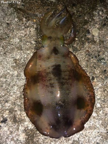 �����ꥤ��