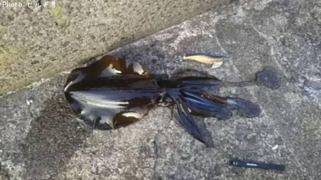 �����ꥤ��