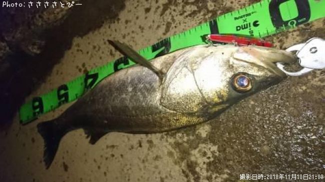 �����Х�������